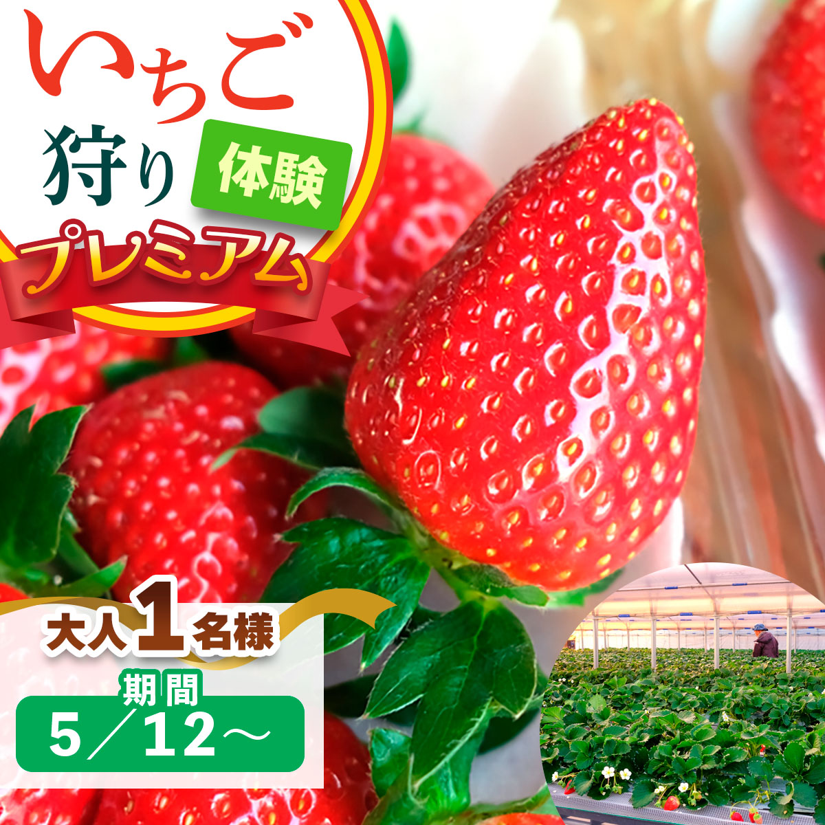 [5月12日以降] いちご狩り体験プレミアム 大人1名様 奈良のブランド (ならあかり・古都華・あすかルビー)｜イチゴ農園 果物 フルーツ 親子 体験チケット いちご狩り農園 奈良県 [3063]