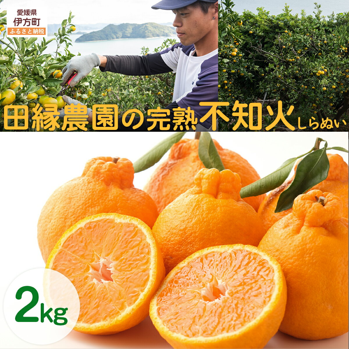 【ふるさと納税】【先行予約】【数量限定】田縁農園の完熟不知火（しらぬい）2kg ※離島への配送不可 （2026年3月20日より順次発送） 【ふるさと納税 人気 おすすめ ランキング みかん 蜜柑 不知火 しらぬい フルーツ 愛媛県産 田縁農園 愛媛県 伊方町 送料無料】 IKTA029