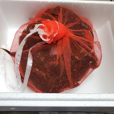 天然　活モクズガニ　約1kg　兵庫県新温泉町　【配送不可地域：離島・北海道・沖縄県・東北・関東・九州】