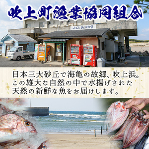 No.477 鹿児島県日置市産鯛使用！地元で獲れた地魚100%の漬け(10袋・真鯛50g×4袋+チヌ鯛70g×3袋+旬の魚70g×3袋)【吹上町漁協】