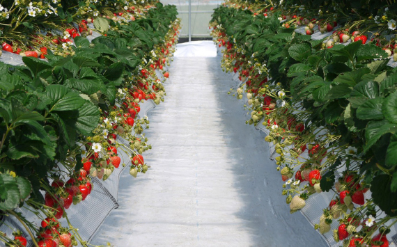 【あまりん＋1品種】食べ比べセット　550g ／ いちご 苺 食べ比べ 旬のいちご 国産いちご 甘い みずみずしい 香り 高設栽培 農園直送 フルーツギフト 家庭用 ご褒美 デザート 食感 埼玉県 N