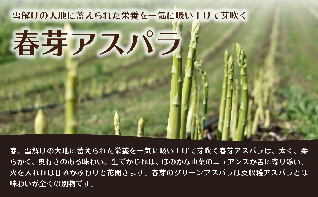 【2026年予約】【訳あり】朝採りグリーンアスパラ（春芽）S-M混合 約1.5kg 北海道壮瞥町産 SBTAJ039