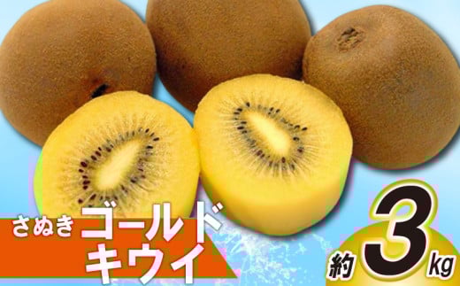 先行予約 キウイ 約3kg キウイフルーツ ゴールドキウイ さぬきゴールドキウイ 果物 果実 フルーツ 旬 デザート 選べる 容量 10月下旬～12月中旬 配送 家庭用 贈答用 ギフト プレゼント 香川県 丸亀市