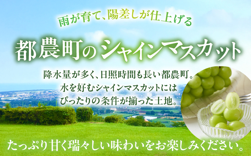 先行予約≪期間限定≫都農町産シャインマスカット(計2kg) ぶどう 果物 国産_T010-0015
