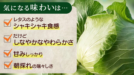 【7月中旬発送開始】訳あり 《 3か月 定期便 》まぼろしの419キャベツ 2玉 3カ月 先行予約 [AL015tu]