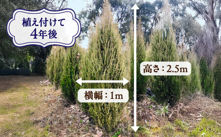 ジュニパーベリー特大苗(西洋ネズ)オス木・メス木セット Juniperus communis 樹高100cm前後 口径18cm スリット鉢植え BHCQ001