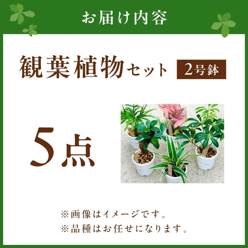季節の植物 2号鉢 5点セット【発送可能時期：4月上旬～7月末、9月上旬～11月末】観葉植物