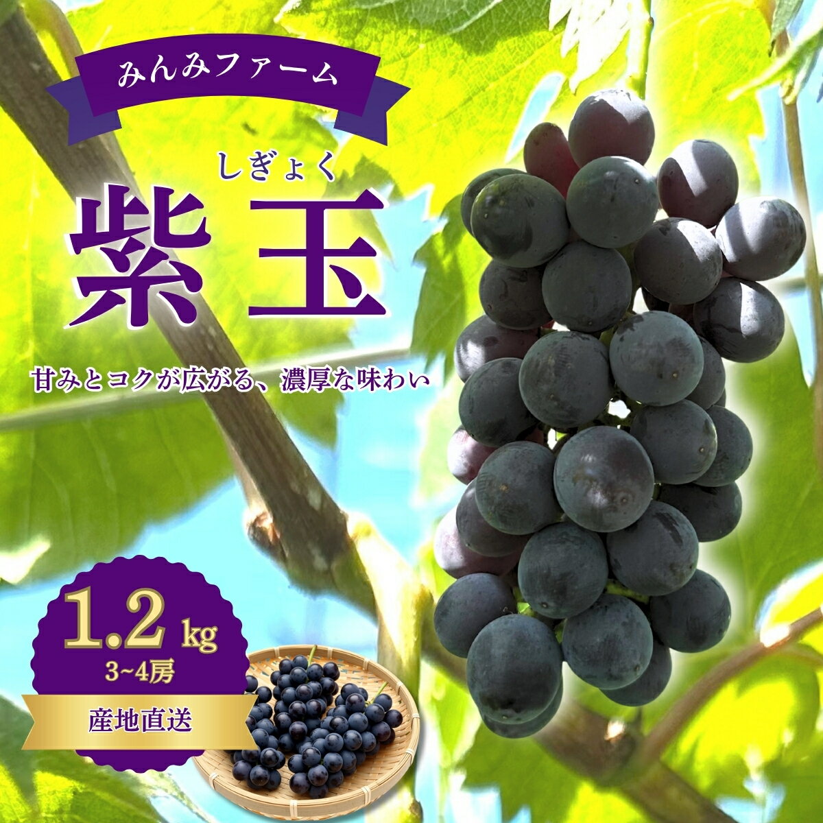 【ふるさと納税】みんみファーム　ぶどう　紫玉　3～4房（1.2kg）予約受付フルーツ特産品産地直送送料無料期間限定数量限定美味しいおすすめ8月9月旬ぶどう葡萄