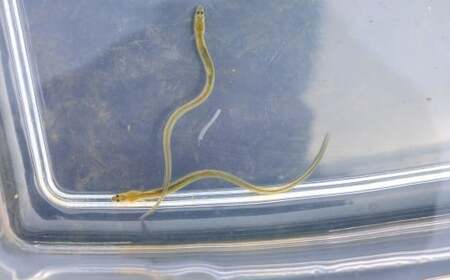 うなつぐ サポート会員（一口3,000円分）  年間会員証 A-cz-A01A