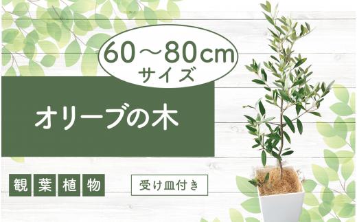 
1月上旬～発送【観葉植物】オリーブの木60cm～80cm(Green Base/014-1385) 南国鹿児島県で育った 観葉植物！植物 鉢付 インテリア 室内 オフィス おしゃれ プレゼント ギフト 開店祝い 移転祝い マイナスイオン【配送不可地域：北海道・沖縄県・離島】
