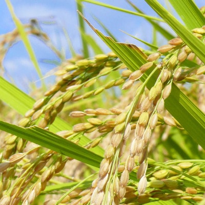 宮城県登米市産 ひとめぼれ 白米 5kg【令和7年産】【1664976】