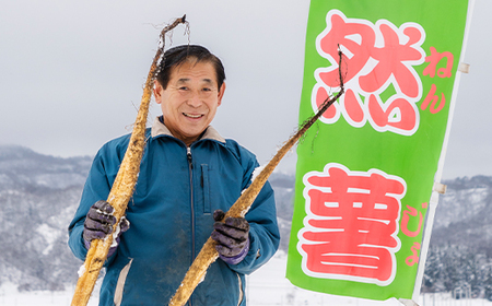 雪国育ちの自然薯 約1kg(2本入り) 野菜 グルメ 取り寄せ ご当地 特産 産地 直送人気 オススメ 家計応援 消費応援 物価高応援 支援 oz-zixxx1