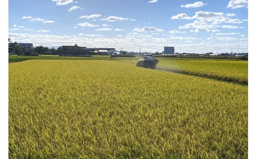 令和7年産 つがる市産 まっしぐら 白米 10kg｜2025年産 まっしぐら 白米 お米 米 コメ 精米 農家 青森 [0938]