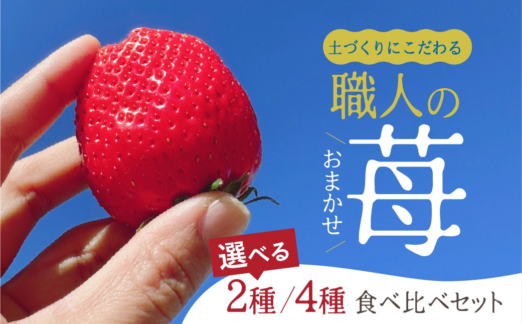 
                  【先行予約】安心安全！職人が作るおまかせ苺 選べる 2種 / 4種 食べ比べセット いちご 苺 おまかせ のため 訳あり 食べ比べ セット 安心 安全 国産 愛知県 田原市 渥美半島
                