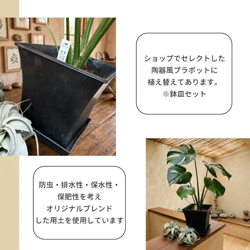 P3観葉植物 モンステラ・タイコンステレーション