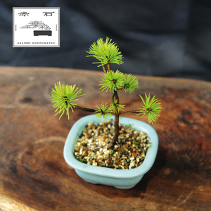 赤石の泉 赤石五葉松（鉢植え） F-151