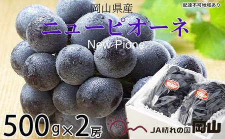 ぶどう 2026年 先行予約 ニュー ピオーネ 約500g×2房 8月下旬～10月上旬発送 ブドウ 葡萄  岡山県産 国産 フルーツ 果物 ギフト 岡山の葡萄 デザート 食後 