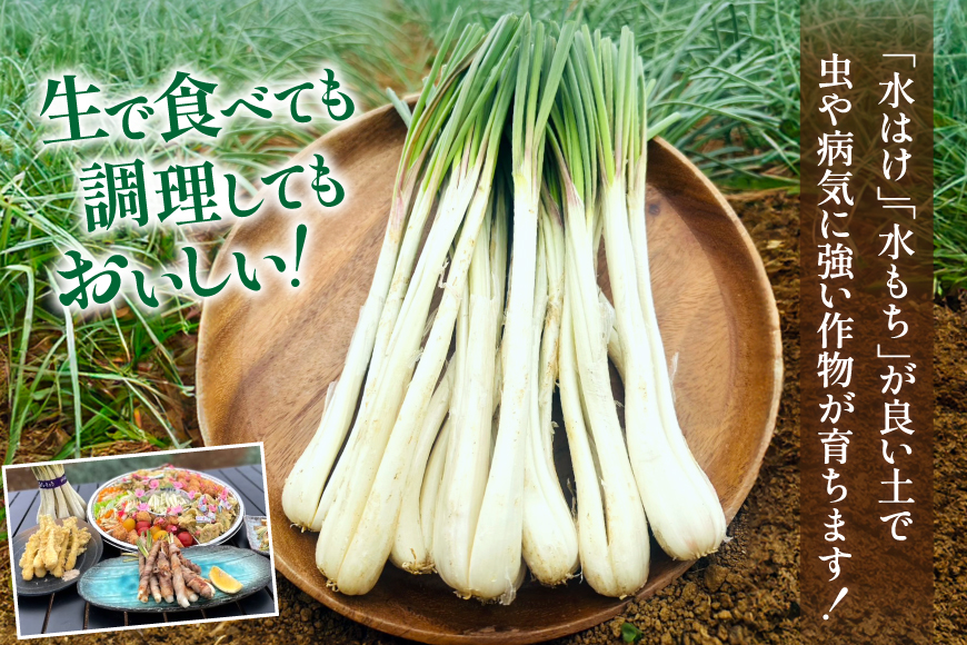 【期間限定発送】島らっきょう 生 約 1kg [畑シンカ 沖縄県 伊江村 ie47bde250000] 島ラッキョウ しまらっきょう 野菜 やさい 浅漬け 漬物 らっきょうみそ