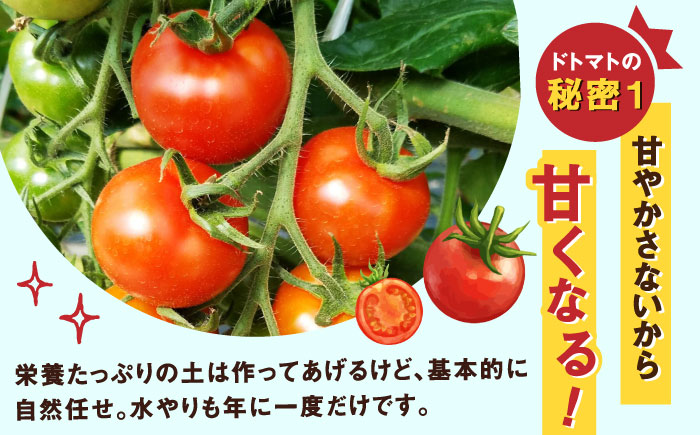 【酸味と甘みのバランスがド級】人気のドトマト2号1箱 / トマト とまと サラダ 野菜 / 佐賀県 / 永尾産ち [41AAAC003]