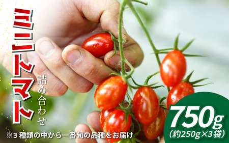 【先行予約】 トマト ミニトマト 750g （ 250g × 3袋 ） フランティーノ アマイマリー チコ 小分け トマト トマト トマト