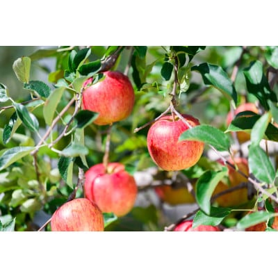 【26年4月出荷予定】平均糖度13度以上! 有袋ふじ 約5kg 訳あり CA貯蔵 クール便【配送不可地域：離島・沖縄県】