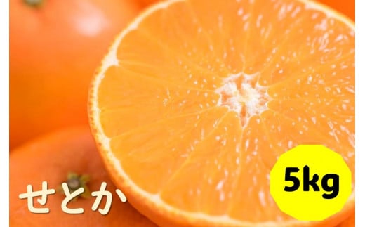 せとか バラ詰め 5kg 先行予約 2025年1月発送 愛媛 数量限定 愛媛県産 人気 柑橘 伊予市｜C55