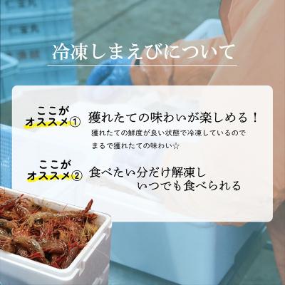 ふるさと納税 乙部町 <シマエビ(冷凍)　1kg>甘く濃厚な味わい! 北海道 道産 国産 乙部町産 しまえび 海老 日本海 |  | 03