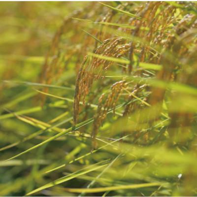 ふるさと納税 南魚沼市 南魚沼産コシヒカリ10kg 旧塩沢地区産限定 |  | 03