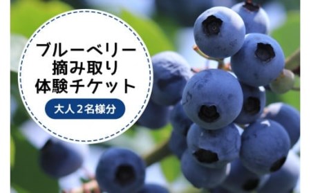 ブルーベリー狩り体験チケット（大人2名様分）ブルーベリー ブルーベリー狩り フルーツ 果物 フルーツ狩り チケット 体験 ジュース ビタミンE アントシアニン 目にいい 健康 美容 ギフト 贈り物 茨城県産 人気 プレゼント 楽しい 季節 農園 果物狩り 9-Q
