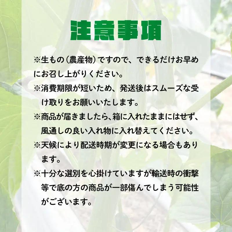 ミニ きゅうり 4kg | 先行予約 きゅうり キュウリ 胡瓜 ミニきゅうり 新鮮 朝収穫 朝採れ 産地直送 野菜 詰合せ 夏野菜 野菜 キュウリ やさい 採れたて 季節 食材 旬 栽培 農家直送 農