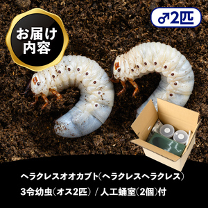 【B76002】ヘラクレスオオカブト (ヘラクレスヘラクレス) 3令幼虫オス2匹 人工蛹室付 鹿児島 ヘラクレス カブトムシ かぶとむし 雄 オス 昆虫 虫 むし 幼虫 生体 飼育 生き物 生物【ビー