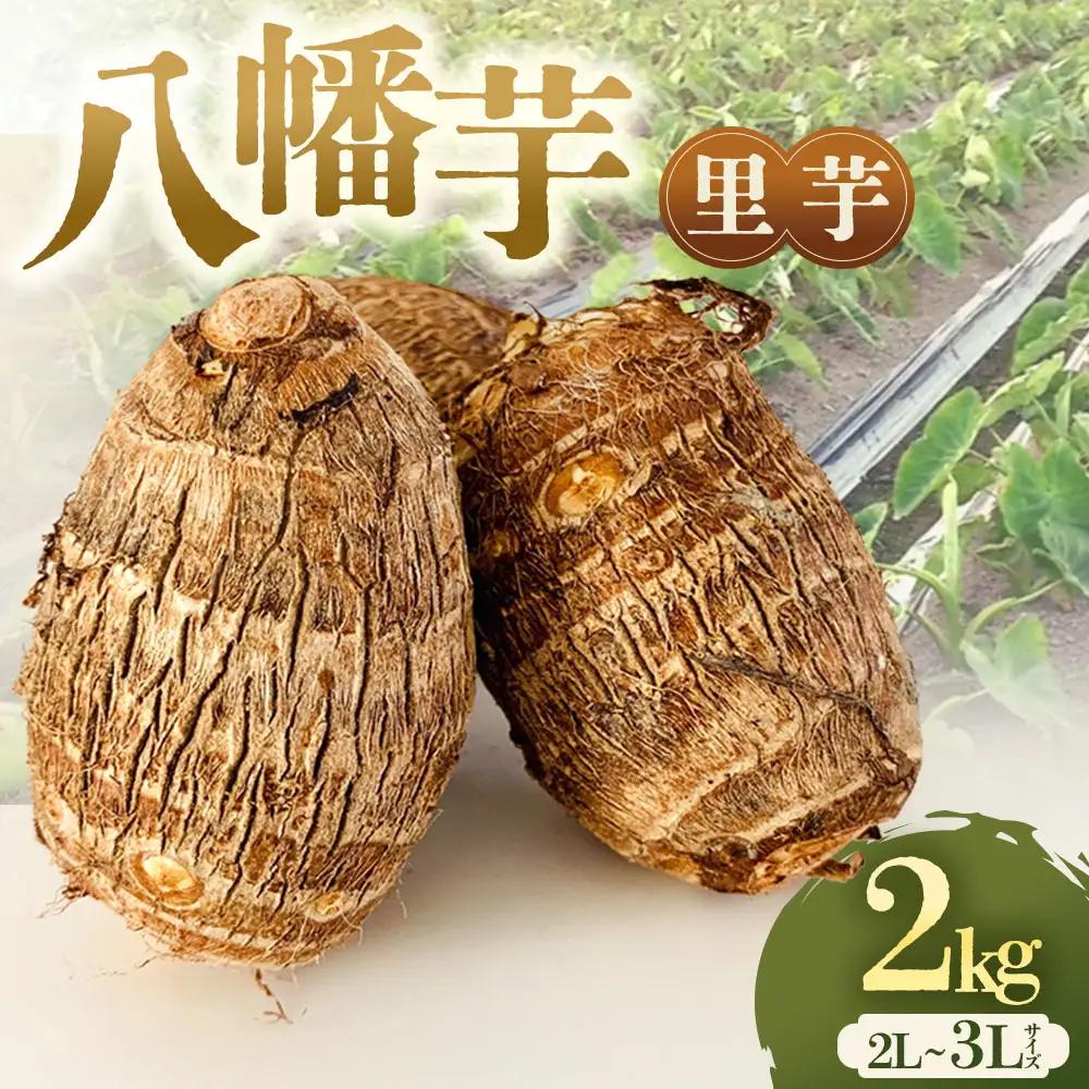 【先行予約】甲斐市産 八幡芋 2L～3Lサイズ 2.0kg 里芋 いも ミクニ農園
