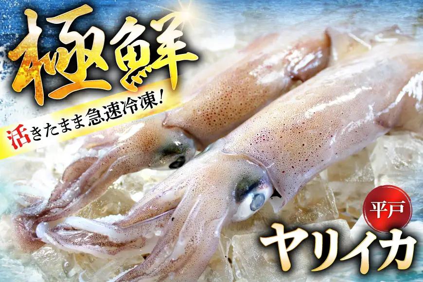 【ふるなびWEEK対象】 イカ 極鮮ヤリイカ 刺身 約500g