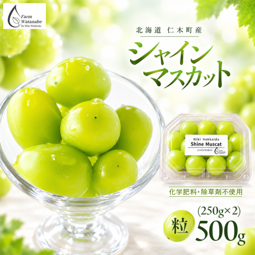 【2026年産】北海道 仁木町産 シャインマスカット 粒 500g (250g×2) 化学肥料・除草剤不使用 ぶどう フルーツ 果物 くだもの [Farm Watanabe]