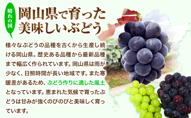 【2026年先行予約】 ぶどう 2kg ピオーネ オーロラブラック 岡山県産《2026年9月上旬-9月中旬頃出荷》ひらた農園  岡山県 浅口市 ぶどう 果物 ギフト---124_2002_9a9b_2
