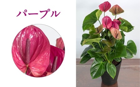 愛んすりうむ（アンスリウム）M（2株寄植え）湖東フラワー 滋賀県 東近江市 B-B05 アンスリウムアンスリューム観葉植物鉢植え花プレゼントギフトお祝いお供えインテリアフラワーグリーンリビング玄関飾り