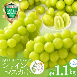 【2026年9月中旬より順次発送】令和7年度 茨城県生産力向上共励会 特別賞受賞！糖度約20～22度！美味しさにこだわったシャインマスカット（約1100g）1～2房 化学肥料不使用 農家直送【葡萄 ぶどう マスカット フルーツ 果物 くだもの 水戸市 水戸 茨城県】（GG-23）