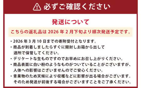 熊本県産 ブラッドオレンジ 約5kg オレンジ 果物 みかん 蜜柑 柑橘 【2026年2月下旬発送開始】
