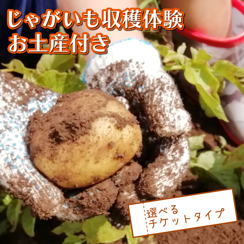 【ふるさと納税】 じゃがいも堀り お土産付き こども 親子 沼津 戸田 実季楽農園 【海と山に育まれた 戸田 の恵を掘り起こそう】 収穫 収穫体験 体験 野菜 じゃがいも 掘り 思い出 観光 沼津市 静岡県