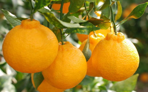 ［お味濃厚］紀州有田産の大玉デコポン約5kg(12玉～18玉入り・青秀以上) ★2027年１月中旬頃より順次発送［TM25w］