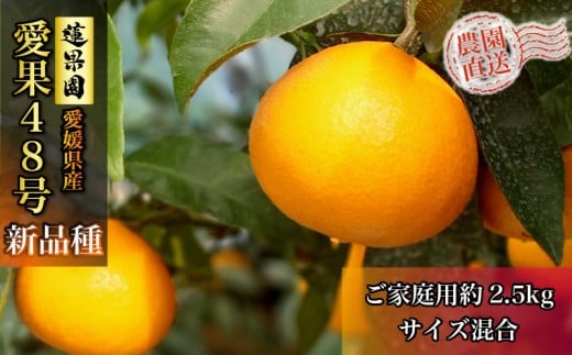 【先行予約】【3月上旬から発送】 愛果48号 家庭用 約2.5kg  | あいか48号 B品 大中小サイズ混合 ※ 紅プリンセス と同品種  みかん ミカン 蜜柑 果物 くだもの フルーツ 高級 贈答 ギフト 贈り物 柑橘 柑橘類 かんきつ 愛媛果試第48号 常温 国産 愛媛 愛媛県 松山市