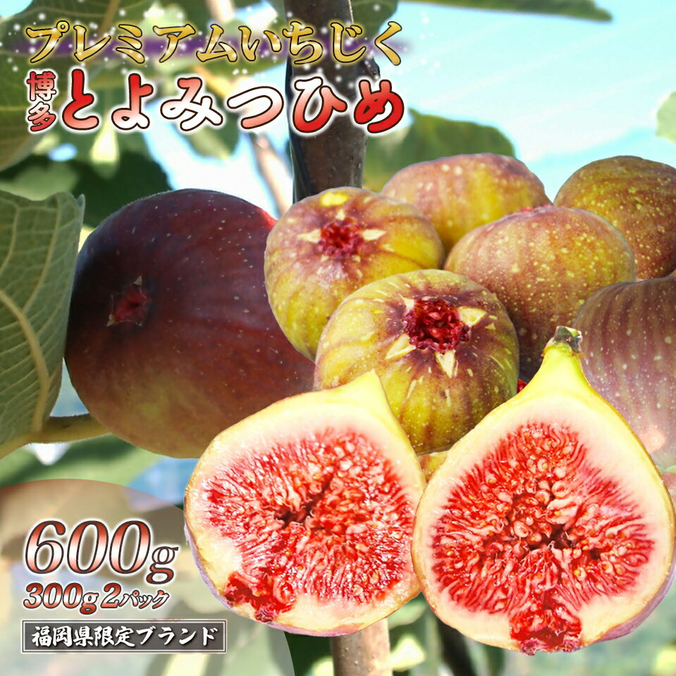【ふるさと納税】【先行予約】福岡県産 とよみつひめ 約300g×2パック 合計約600g いちじく イチジク 無花果 生いちじく フルーツ くだもの 果物 旬 デザート 高糖度 おやつ 冷蔵 福岡県 福津市 国産 送料無料【2026年8月より順次発送】［Z2298］