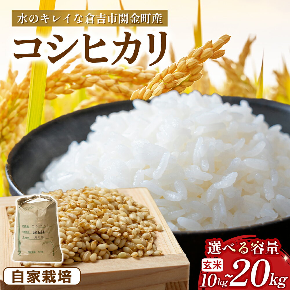 【ふるさと納税】コシヒカリ 玄米 10kg～20kg 令和7年産 新米 お米 米 こめ コメ こしひかり コシヒカリ ご飯 ごはん 鳥取県 倉吉市産