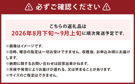 スイートコーン 味来 2Lサイズ 13本入×1箱 （JA） コーン とうもろこし トウモロコシ 国産 冷蔵 【2026年8月下旬～9月上旬迄発送予定】