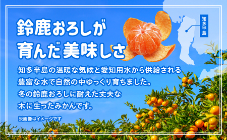 【訳あり】常滑ハッピーみかん 果物 フルーツ 柑橘 蜜柑 みかん 訳あり ご家庭用 数量限定 愛知県 常滑市 知多半島