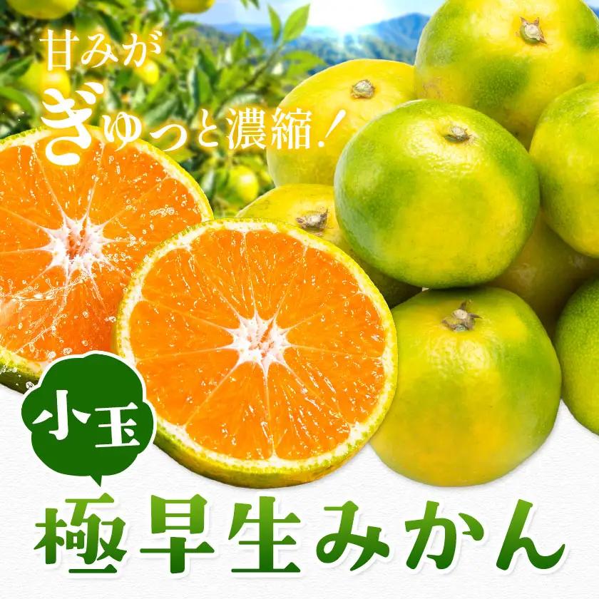 小玉 極早生みかん 5kg
