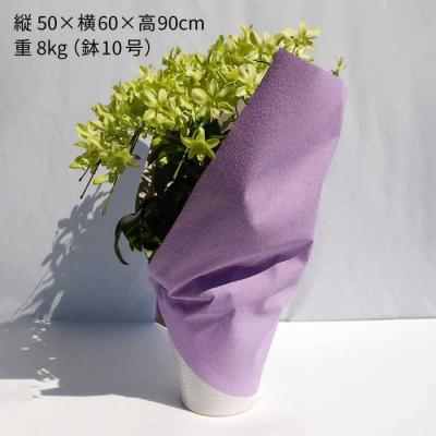 ふるさと納税 糸島市 【10セット限定】デンファレ(洋蘭)10本立ち《糸島》【和饗エコファーム株式会社】[AVI001] |  | 01