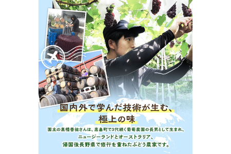 【期間限定発送】 ぶどう 食べ比べ 粒 500g 2パック 約 1kg 大粒 [oboco grapes 山形県 高畠町 tk06ayt250006]