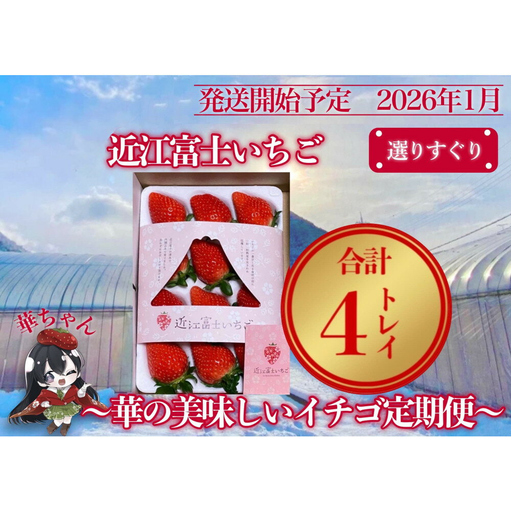 【ふるさと納税】『近江富士いちご』選りすぐり！華の美味しいイチゴ定期便【9～15粒1トレイ×4回】
