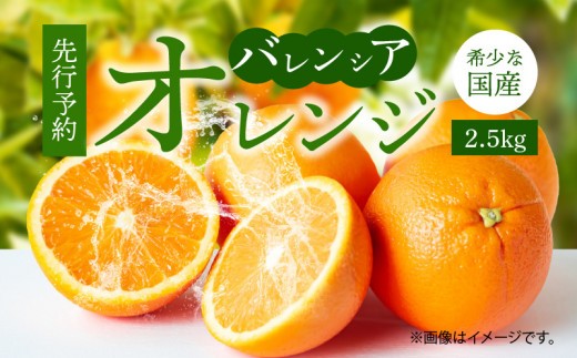
                  【2027年先行予約】希少な 国産 バレンシアオレンジ 2.5kg 秀品_G7078
                